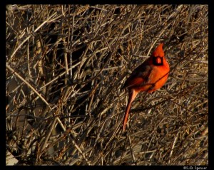 cardinal cardinal