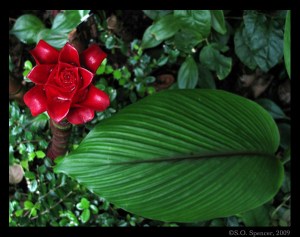 flowerblog flowerblog