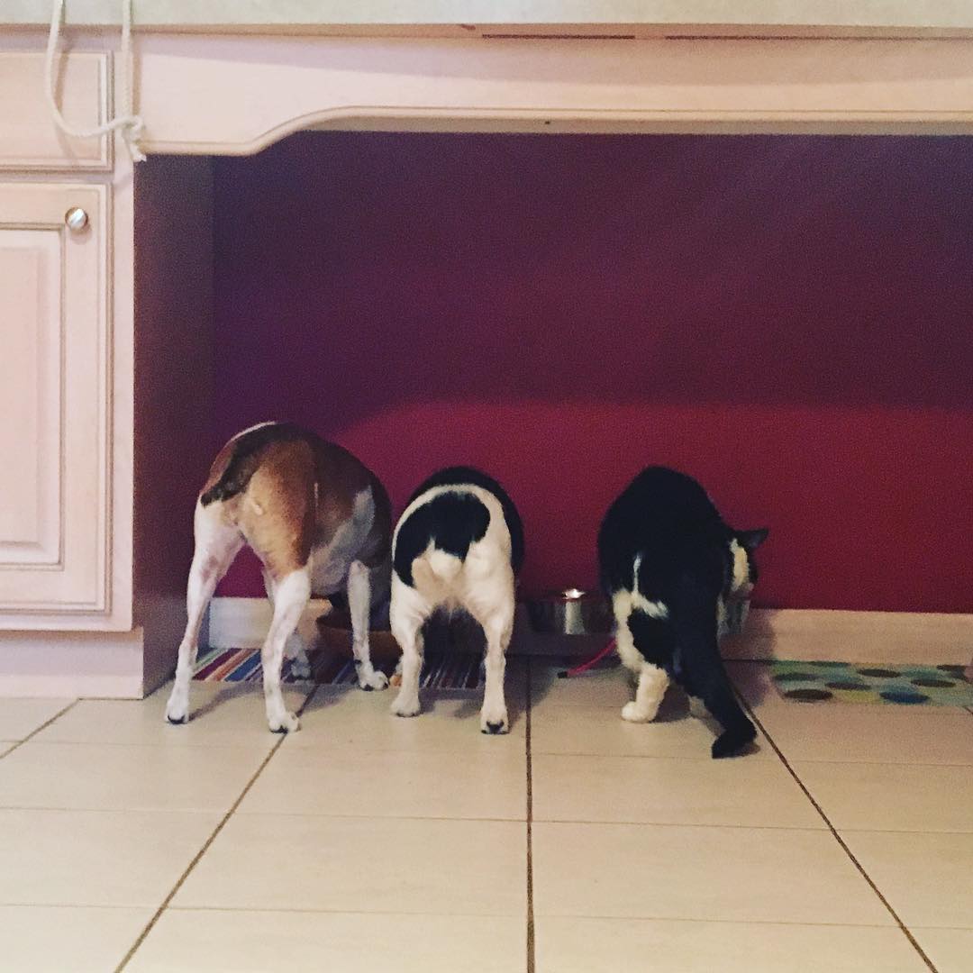 12525540_1077578825613519_7258430563830496766_o