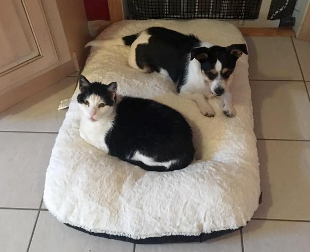 12963703_1094620170576051_2051638076328324773_n