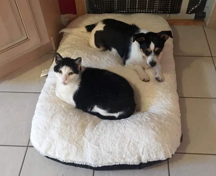 12963703_1094620170576051_2051638076328324773_n