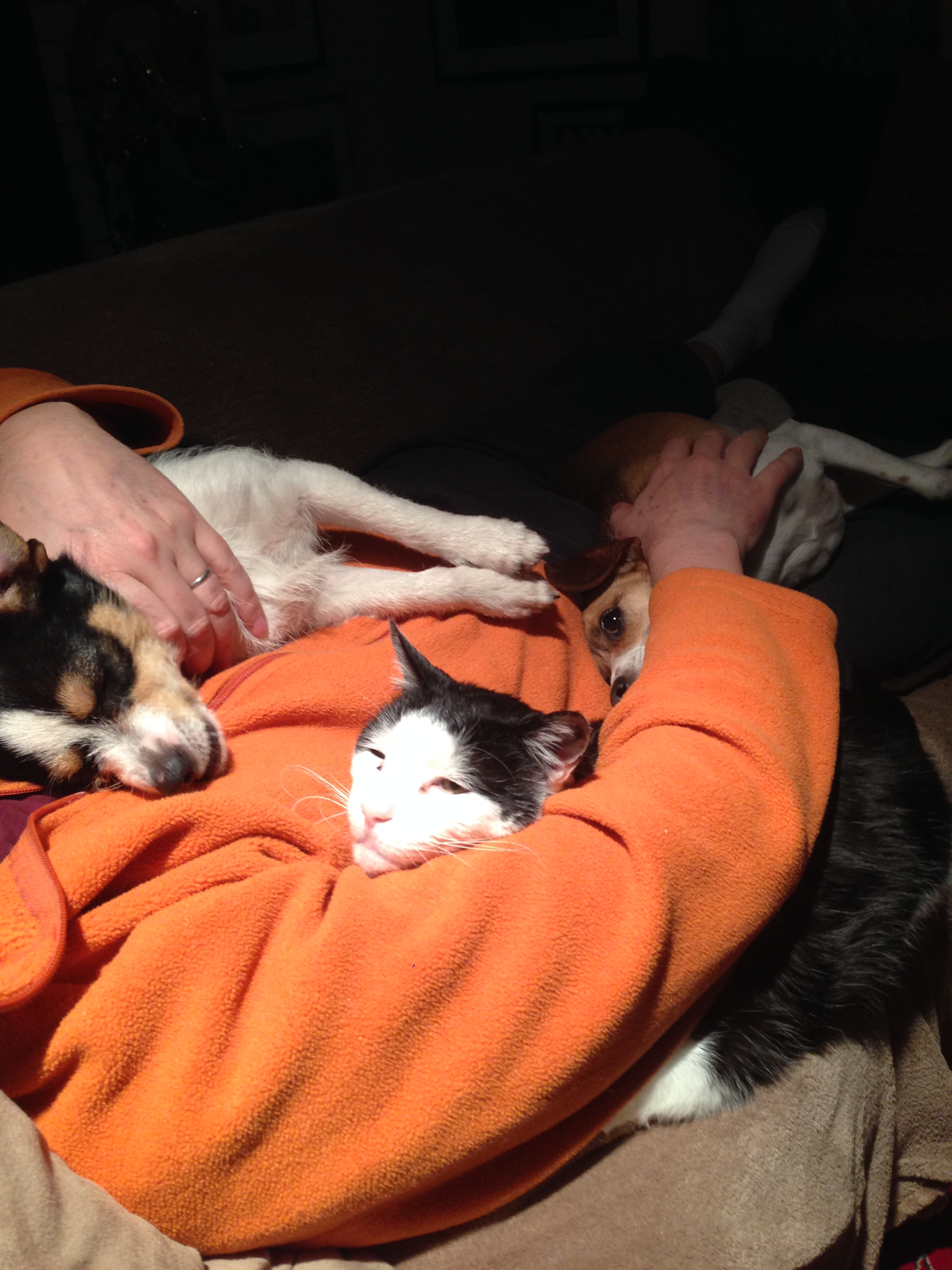 Spence and all the critters